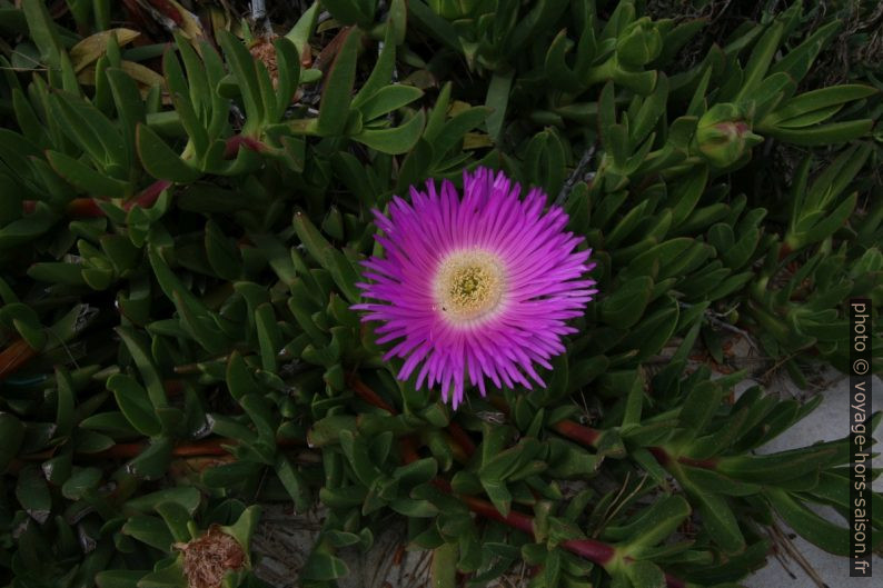 Fleur de griffes de sorcière. Photo © André M. Winter