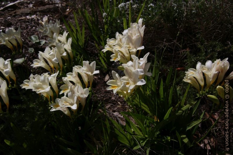 Fleurs printanières à six pétales blanches dont celle du bas avec une tache jaune. Photo © André M. Winter