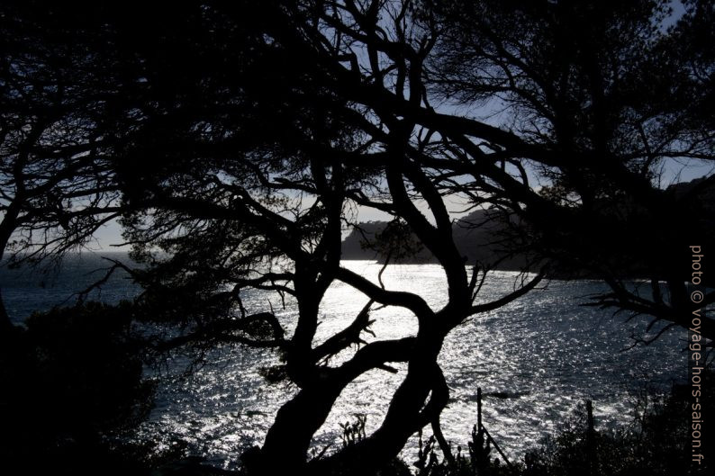 Contre-jour à travers les branches de pins. Photo © André M. Winter