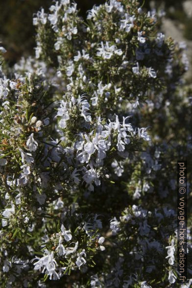 Romarin fleuri. Photo © Alex Medwedeff