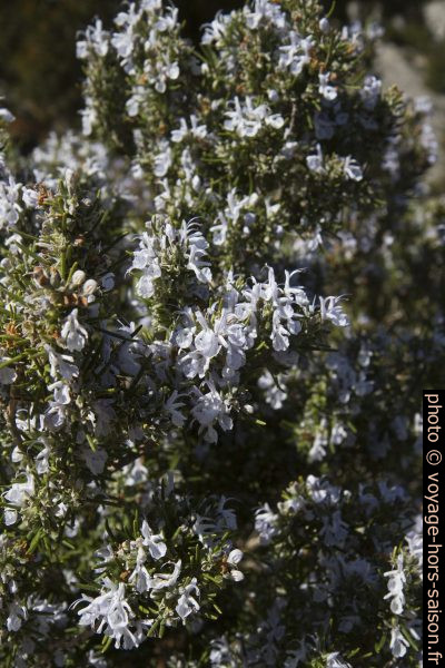 Romarin fleuri. Photo © Alex Medwedeff