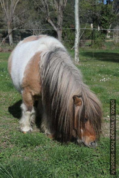 Poney du Camping le Vallon des Cigales. Photo © Alex Medwedeff