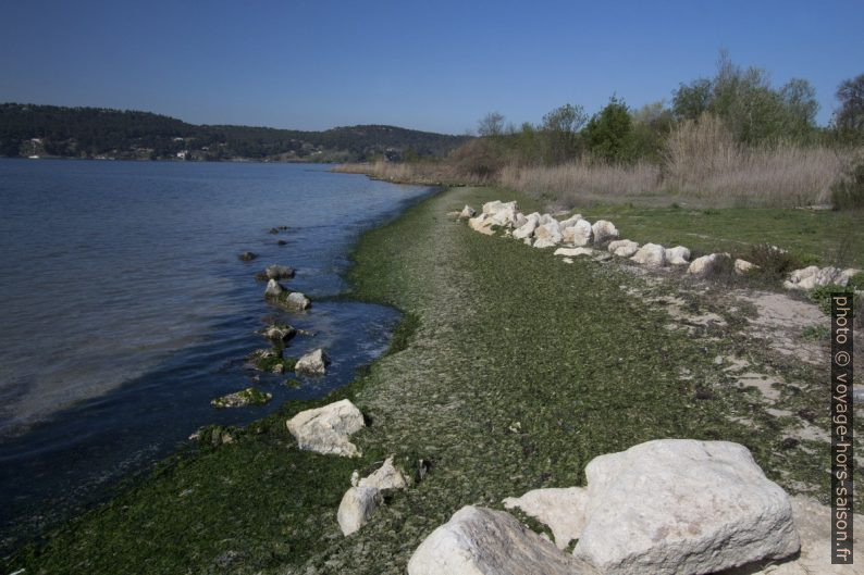 Plage au sud de la Poudrière couverte d'algues. Photo © André M. Winter