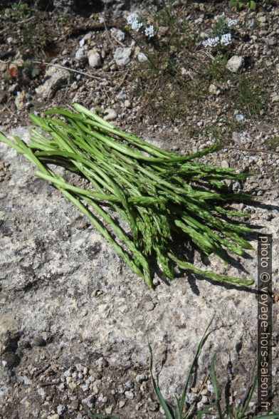 Asperges sauvages fraîchement cueillies. Photo © Alex Medwedeff