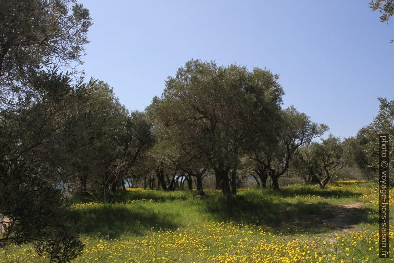 Oliveraie sur la Colline des Moulières. Photo © Alex Medwedeff