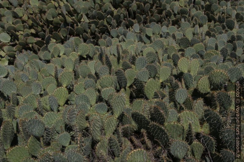 Champ de cactus raquettes à grandes épines. Photo © André M. Winter