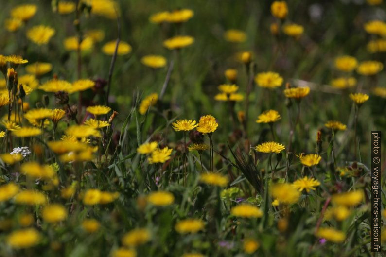 Pré au printemps. Photo © André M. Winter