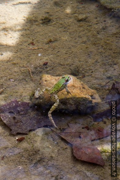 Une grenouille verte aux membres postérieurs allongées. Photo © Alex Medwedeff