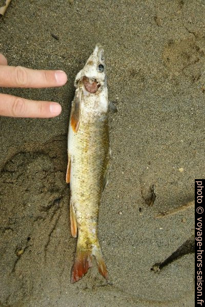 Poisson mort retrouvé au bord de l'Hérault. Photo © André M. Winter