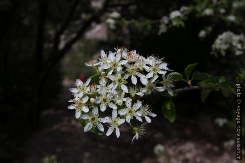 Arbre en fleurs. Photo © André M. Winter