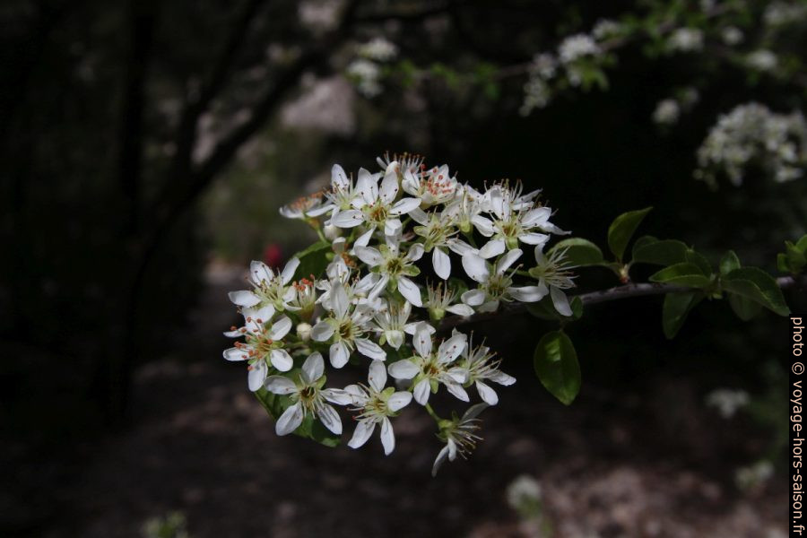 Arbre en fleurs. Photo © André M. Winter