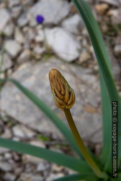 Fleur à bulbe avant d'éclore au printemps. Photo © Alex Medwedeff