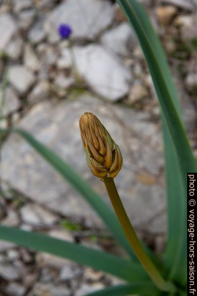 Fleur à bulbe avant d'éclore au printemps. Photo © Alex Medwedeff