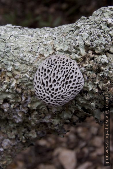 Champignon à grosses pores sur une branche. Photo © André M. Winter