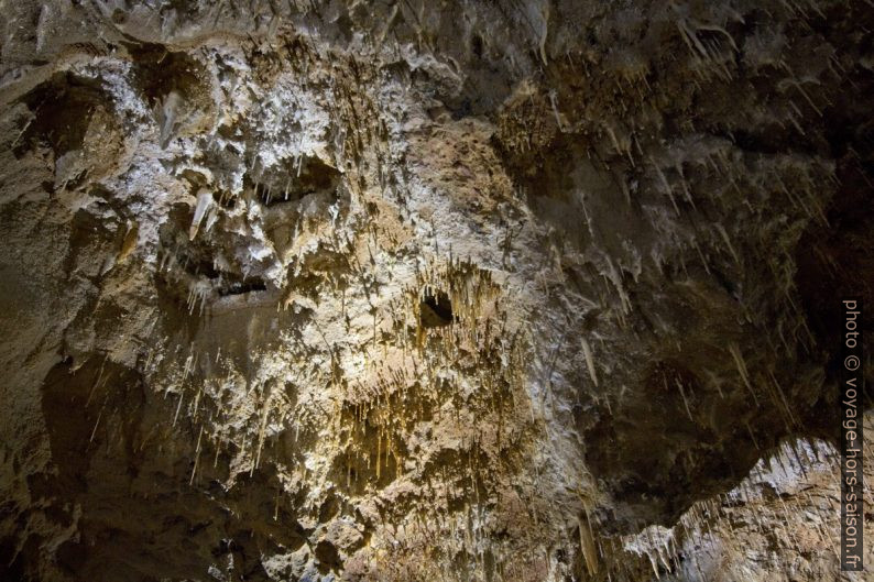 Fistuleuses diverses dans la Grotte de Clamouse. Photo © André M. Winter