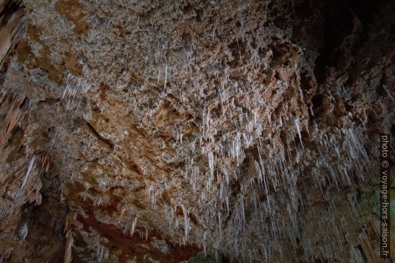 Voûte couverte de fistuleuses dans la Grotte de Clamouse. Photo © André M. Winter