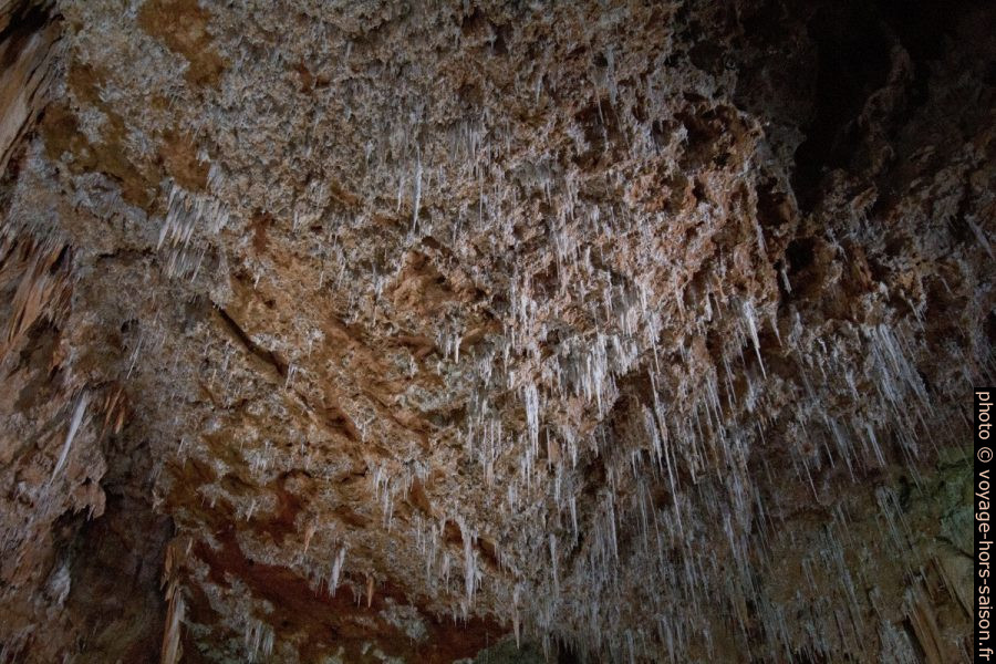 Voûte couverte de fistuleuses dans la Grotte de Clamouse. Photo © André M. Winter