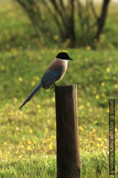 Pie-bleue à calotte noire sur un poteau. Photo © André M. Winter