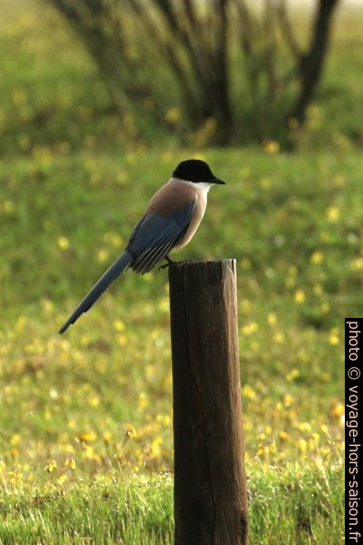 Pie-bleue à calotte noire sur un poteau. Photo © André M. Winter