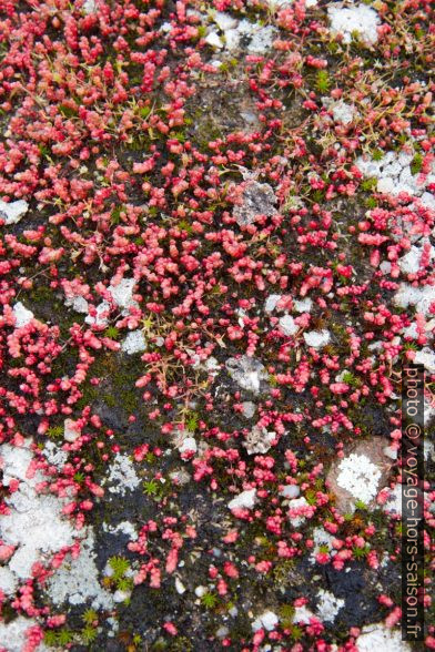 Lichens et mousses en fleurs sur un rocher. Photo © Alex Medwedeff