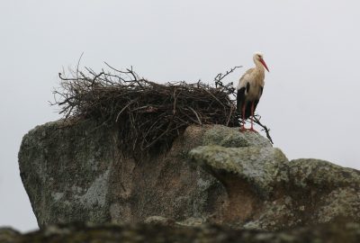 Cigogne attendant devant son nid dans les Barruecos. Photo © André M. Winter