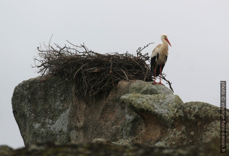 Cigogne attendant devant son nid dans les Barruecos. Photo © André M. Winter