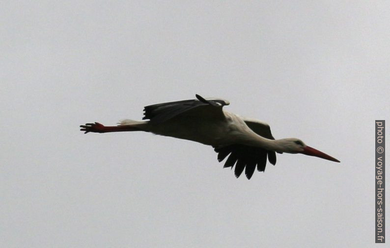 Cigogne en vol. Photo © André M. Winter