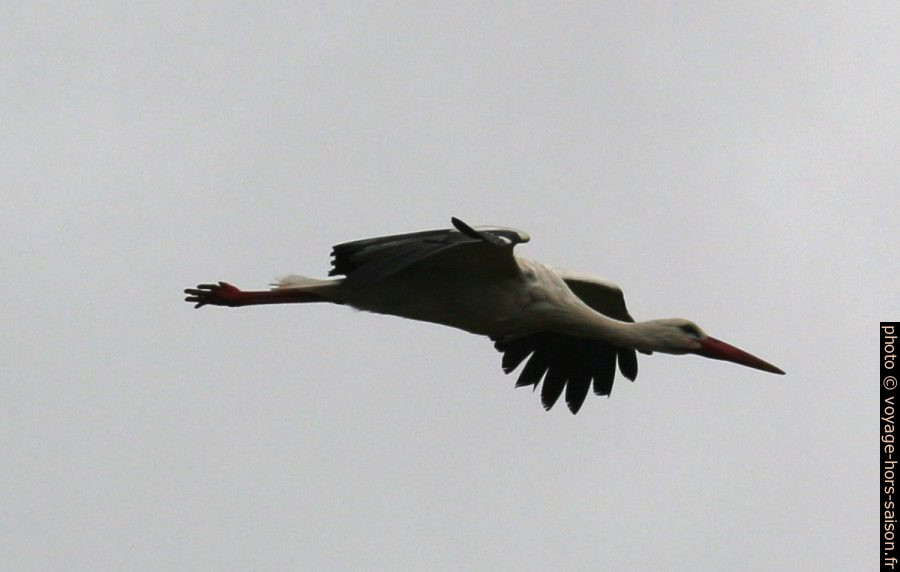 Cigogne en vol. Photo © André M. Winter
