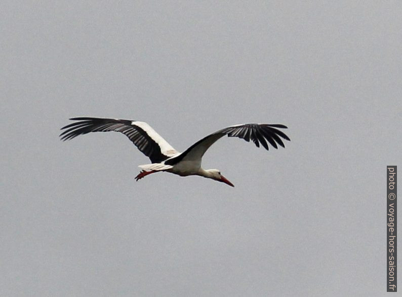 Cigogne en vol. Photo © André M. Winter