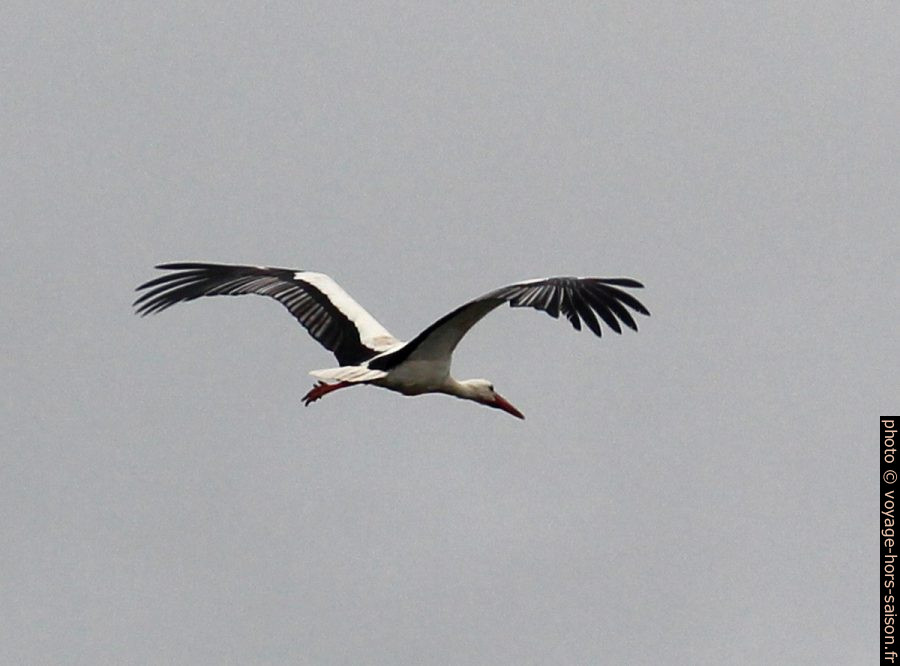 Cigogne en vol. Photo © André M. Winter