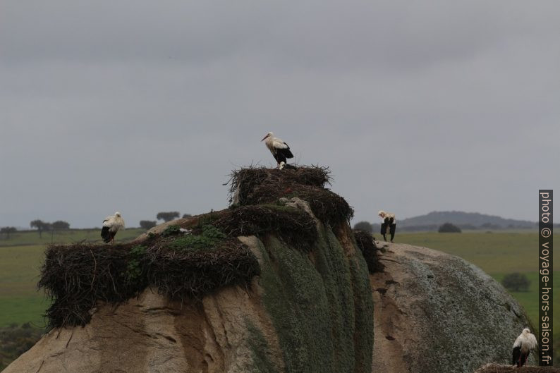 Cigognes et leurs nids dans les Barruecos. Photo © André M. Winter