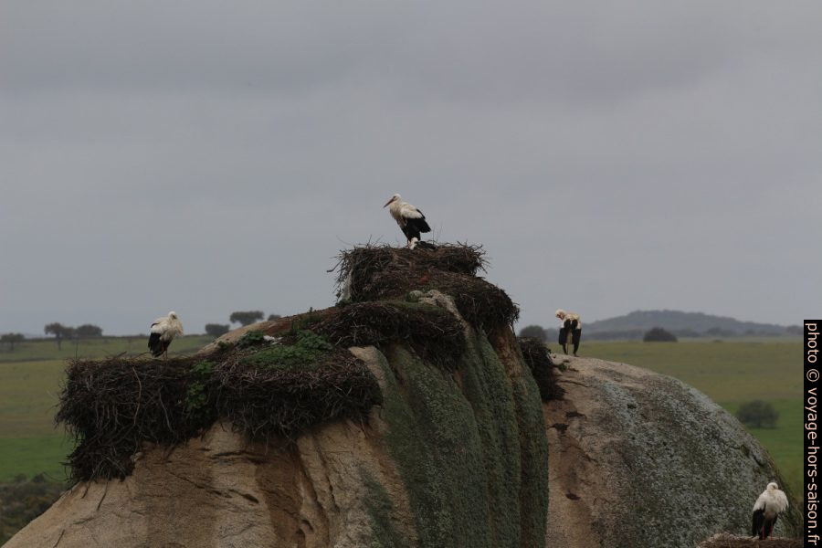 Cigognes et leurs nids dans les Barruecos. Photo © André M. Winter