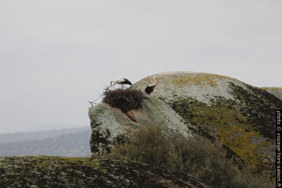 Cigognes à leur nid dans les Barruecos. Photo © André M. Winter