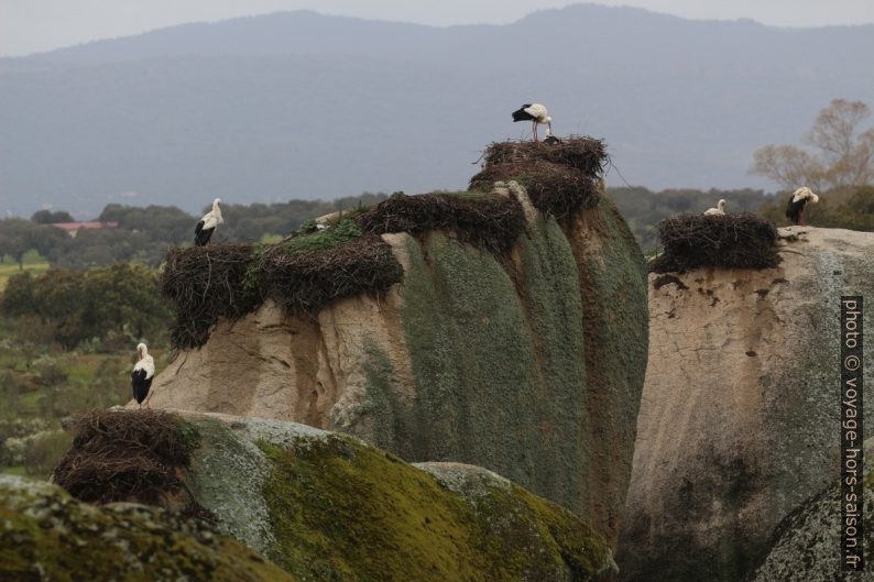 Plusieurs nids sur des rochers granitiques des Barruecos. Photo © André M. Winter