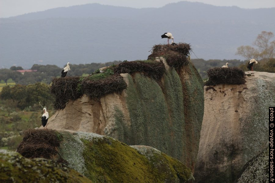 Plusieurs nids sur des rochers granitiques des Barruecos. Photo © André M. Winter