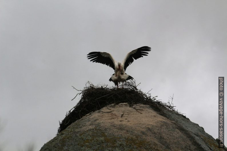 Accouplement de cigognes dans les Barruecos. Photo © André M. Winter