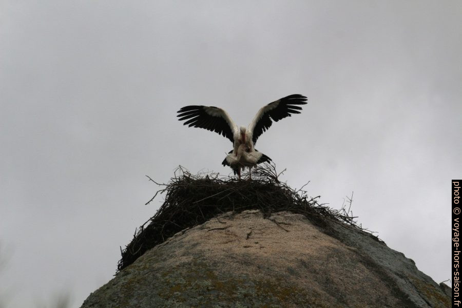 Accouplement de cigognes dans les Barruecos. Photo © André M. Winter