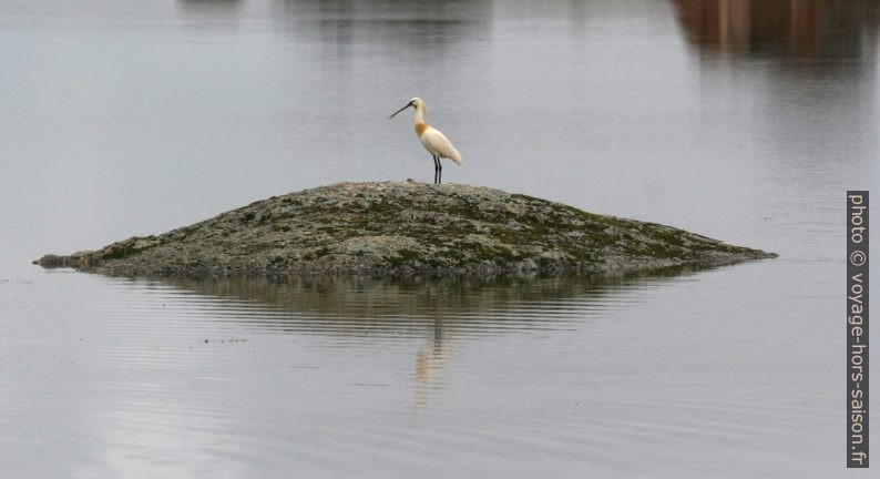 Spatule blanche au bord du lac des Barruecos. Photo © André M. Winter