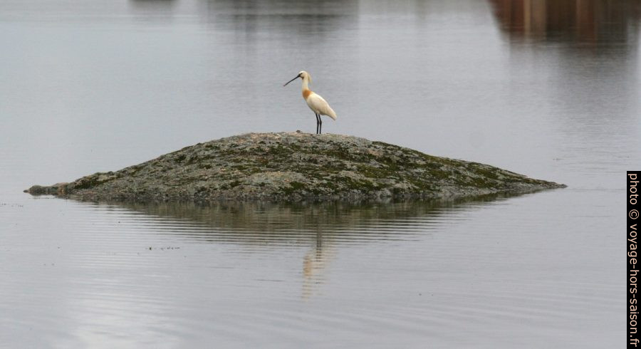 Spatule blanche au bord du lac des Barruecos. Photo © André M. Winter