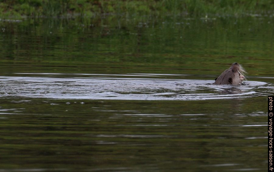 Une loutre sort la tête de l'eau. Photo © André M. Winter