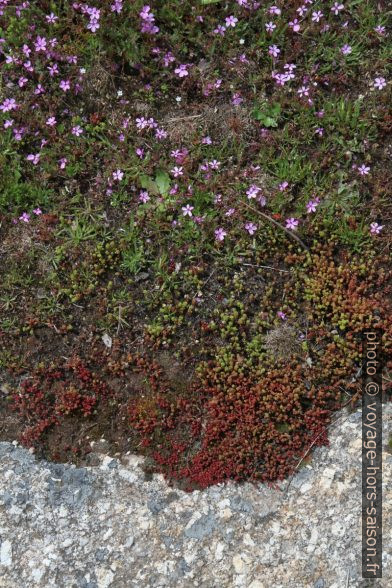 Mousses et fleurs sur un rocher granitique. Photo © Alex Medwedeff