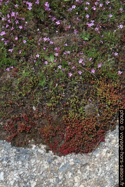 Mousses et fleurs sur un rocher granitique. Photo © Alex Medwedeff