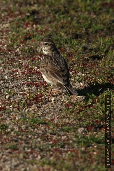 Cochevis huppé. Photo © André M. Winter