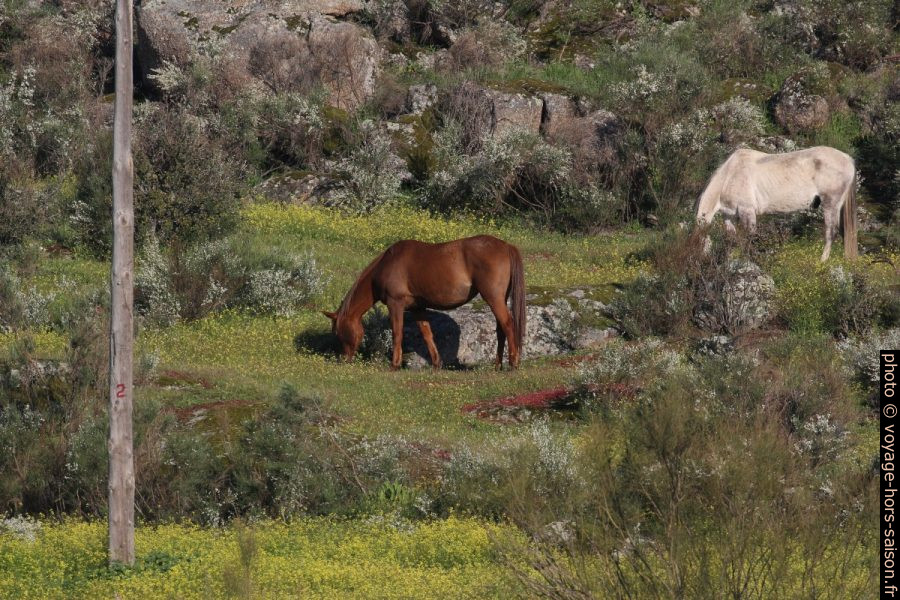 Chevaux dans les prés fleuris entre les rochers de granite. Photo © André M. Winter