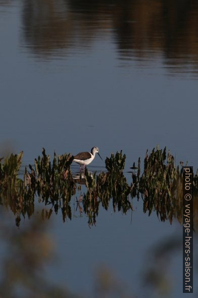 Échasse blanche à la recherche de nourriture. Photo © André M. Winter