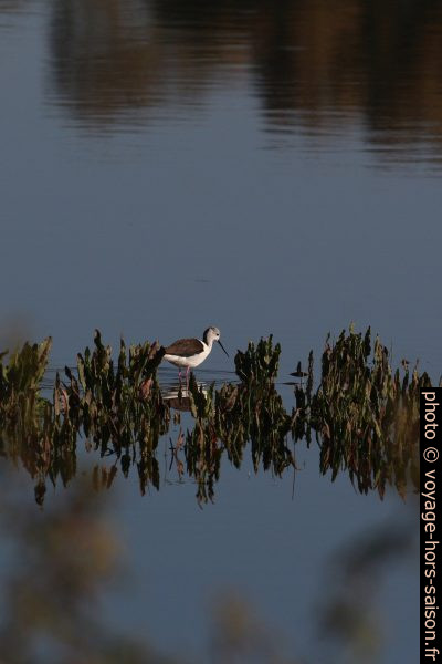 Échasse blanche à la recherche de nourriture. Photo © André M. Winter