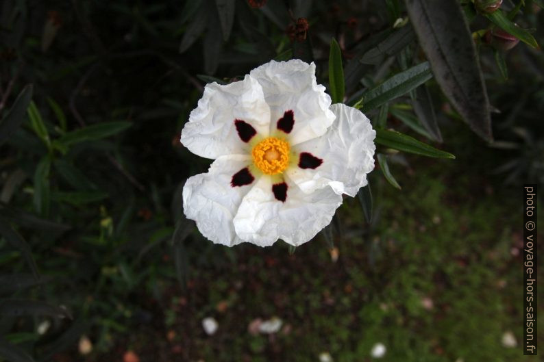 Fleur de ciste porte-laudanum. Photo © André M. Winter