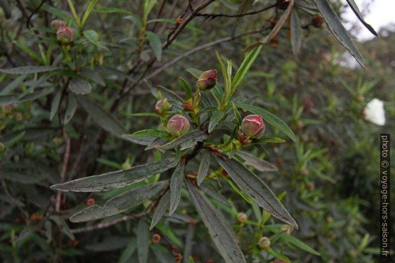 Bourgeons de ciste `a gomme. Photo © André M. Winter