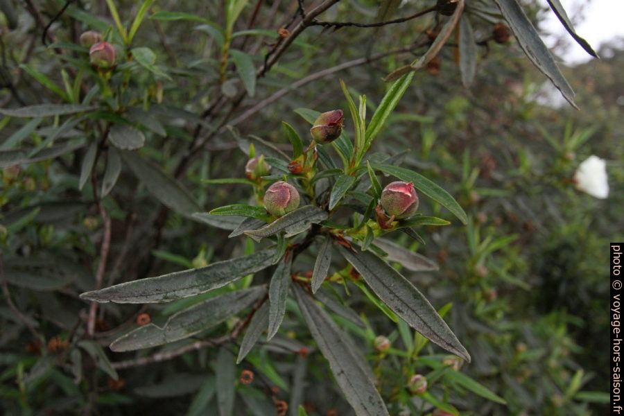 Bourgeons de ciste `a gomme. Photo © André M. Winter