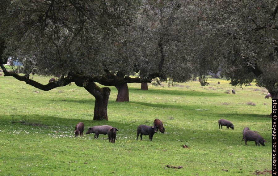 Troupeau de cochons ibériques noires. Photo © André M. Winter